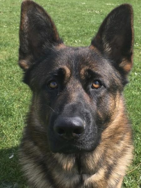 German Sheppard Dog available for stud